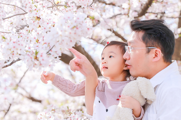 Family Photo location shoot in Nagoya with Sakura in full bloom 