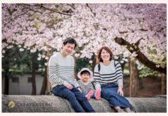 桜満開の名古屋の山崎川でファミリーフォト
